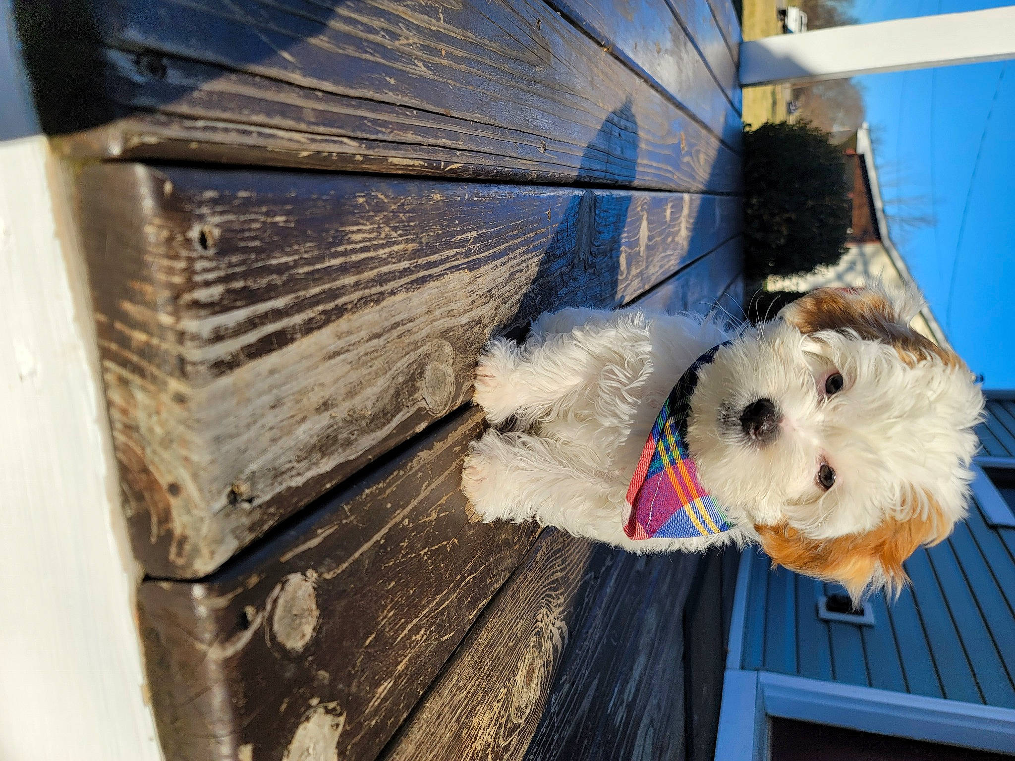 Scout is registered to the contest to win money with this photo: air_sports, automotive_wheel_system, blue, carnivore, collar, companion_dog, dog, dog_breed, electric_blue, fashion_accessory, fur, sporting_group, stuffed_toy, toy, toy_dog, tree, umbrella, wheel, wing, wood