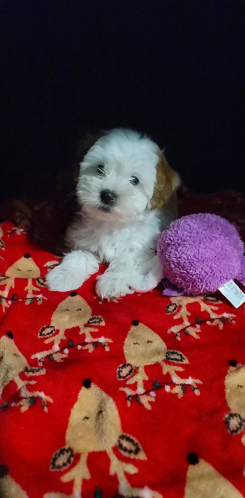 Scout is registered to the contest to win money with this photo: bichon, canidae, carnivore, companion_dog, dog, dog_breed, dog_supply, firefighter, fur, mal_shi, maltepoo, petal, puppy_love, shih_poo, small_terrier, sporting_group, stuffed_toy, toy, toy_dog, water_dog