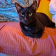 Onyx a rejoint le concours — aidez-le/la à gagner de superbes lots ! cat, black_cat, sofa, blanket, pillow, indoor, pet, feline, cozy, relaxed, fur, orange, yellow, blue, texture, couch, animal, resting, close_up, domestic_animal