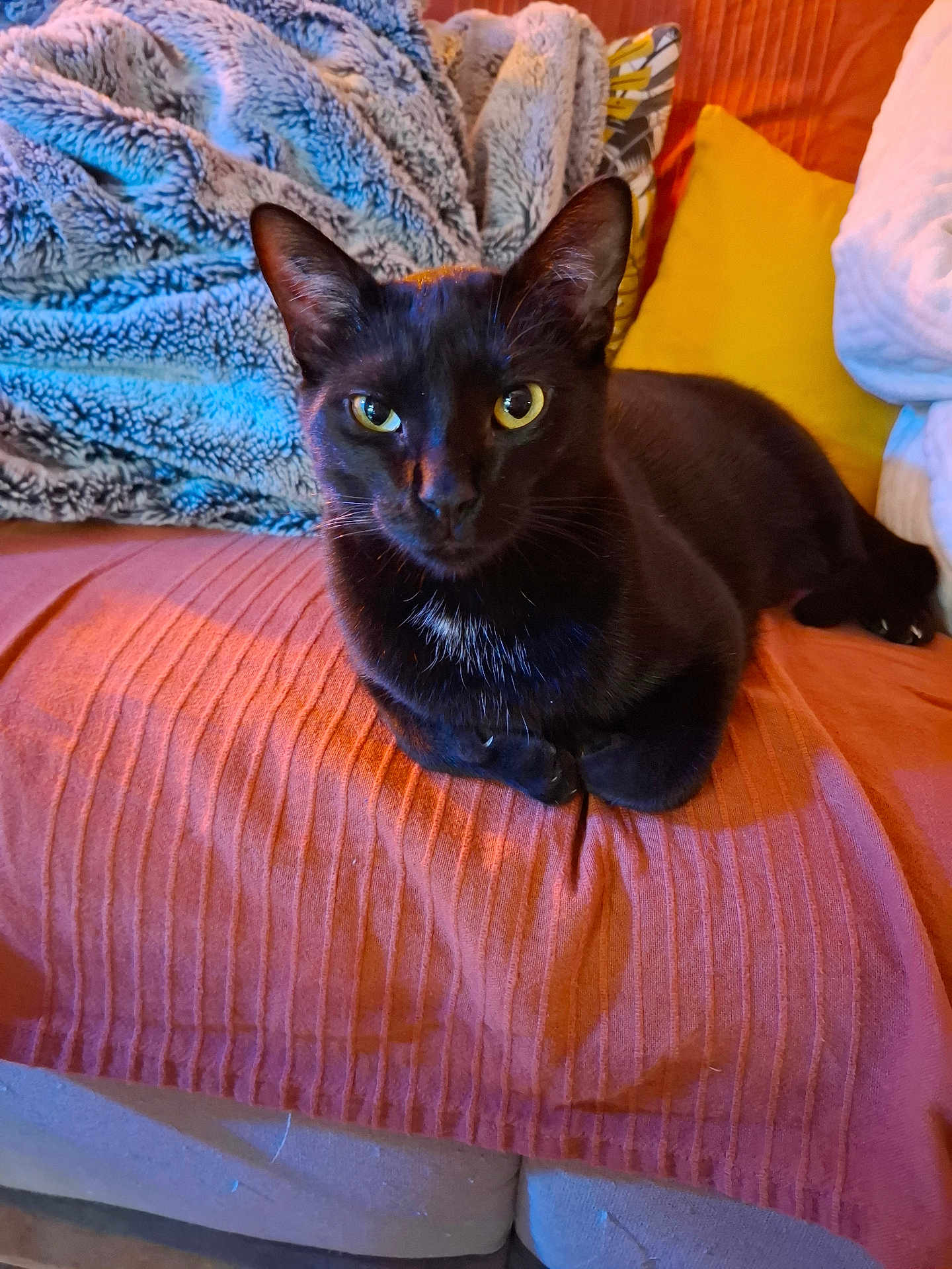 Onyx a rejoint le concours — aidez-le/la à gagner de superbes lots ! cat, black_cat, sofa, blanket, pillow, indoor, pet, feline, cozy, relaxed, fur, orange, yellow, blue, texture, couch, animal, resting, close_up, domestic_animal