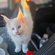 Binx joined the competition — help win amazing prizes! white_kitten, cat, pet, cute, fluffy, tongue_out, inside_car, sunlight, glowing_ears, closeup, animal, feline, adorable, young_cat, soft_focus, domestic_cat, playful, curious, fur, indoors