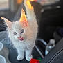 white_kitten, cat, pet, cute, fluffy, tongue_out, inside_car, sunlight, glowing_ears, closeup, animal, feline, adorable, young_cat, soft_focus, domestic_cat, playful, curious, fur, indoors