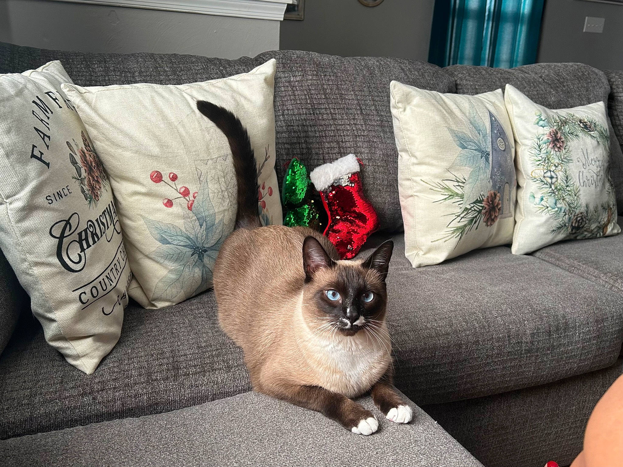 Kobe joined the competition — help win amazing prizes! carnivore, cat, comfort, couch, domestic_short_haired_cat, fawn, felidae, fur, green, grey, linens, living_room, pillow, room, siamese, small_to_medium_sized_cats, textile, throw_pillow, whiskers, white