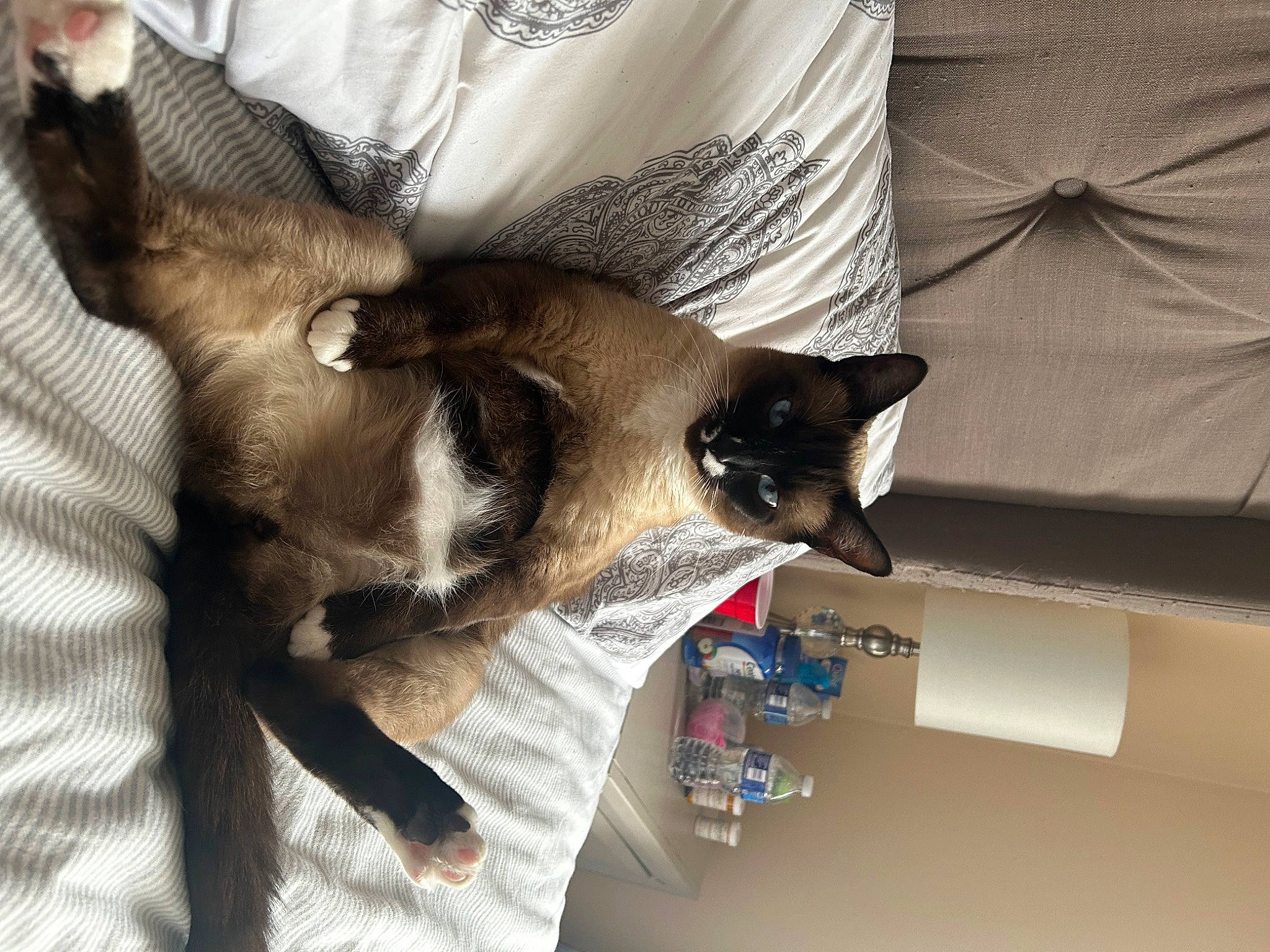 Kobe is registered to the contest to win money with this photo: balinese, carnivore, cat, comfort, domestic_short_haired_cat, ear, felidae, fur, linens, paw, photo_caption, room, small_to_medium_sized_cats, tail, textile, thai, tonkinese, whiskers