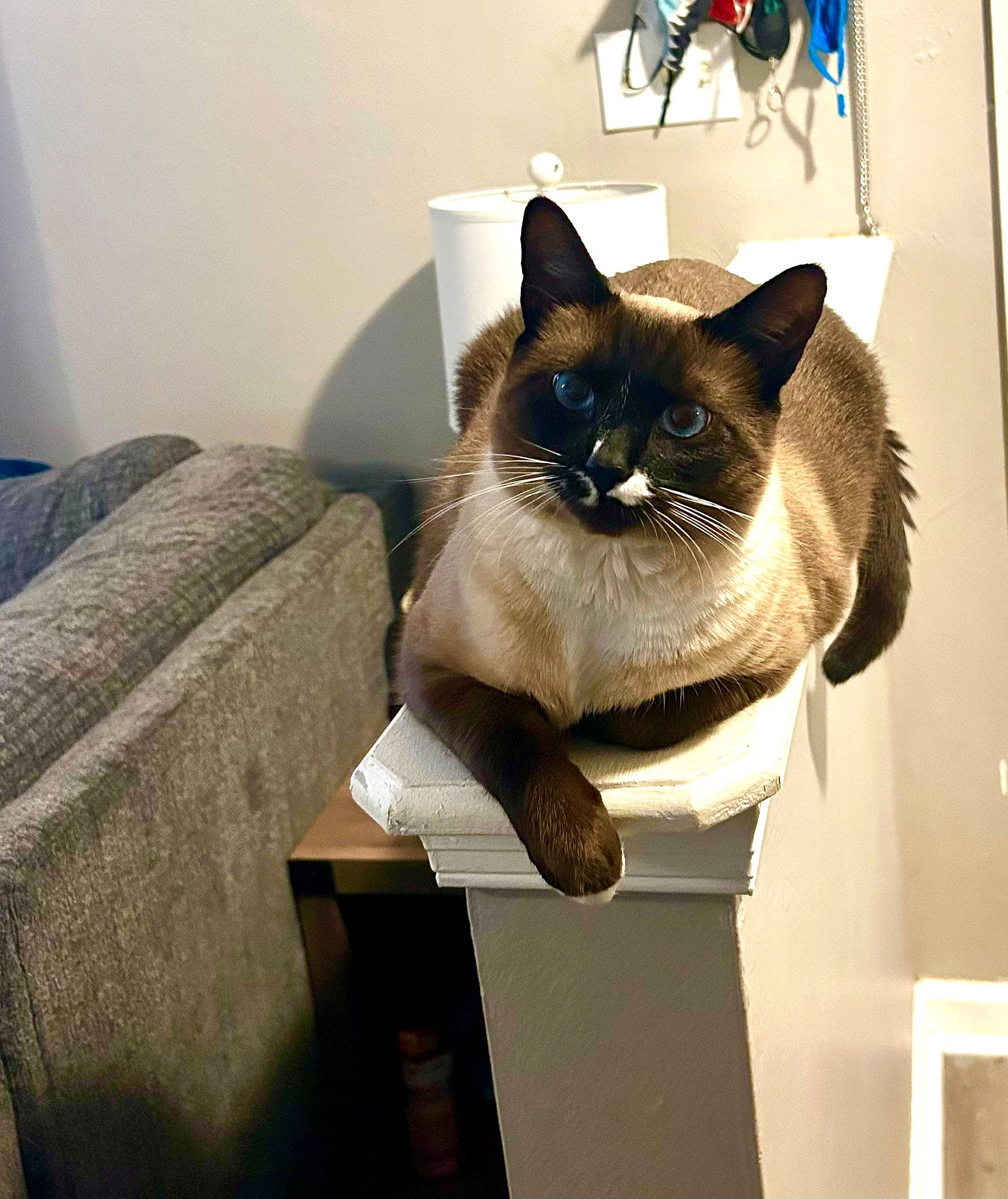 Kobe joined the competition — help win amazing prizes! balinese, box, carnivore, cat, comfort, domestic_short_haired_cat, fawn, felidae, flooring, fur, grey, hardwood, room, siamese, small_to_medium_sized_cats, tail, thai, whiskers, window, wood