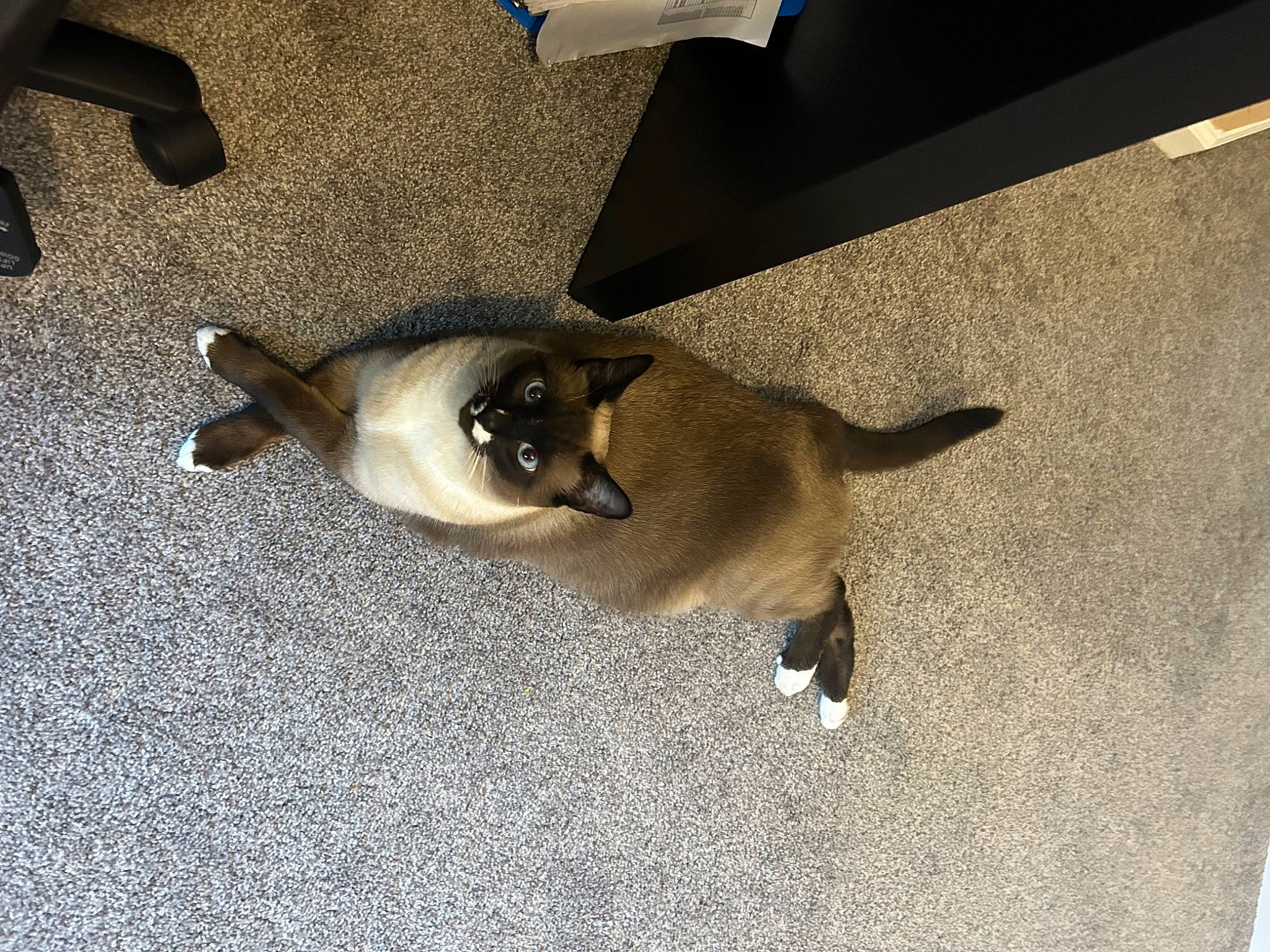 Kobe is registered to the contest to win money with this photo: balinese, beige, canidae, carnivore, cat, comfort, companion_dog, dog_breed, fawn, felidae, floor, flooring, fur, hardwood, shadow, siamese, small_to_medium_sized_cats, sporting_group, tail