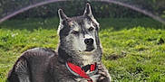 Bandit participe au concours pour gagner de l'argent avec cette photo : animal, canine, collar, daytime, dog, ears, fur, grass, greenery, husky, muzzle, nature, outdoor, pet, red_object, relaxed, sprinkler, summer, sunlight, water_arc