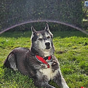 Bandit a rejoint le concours — aidez-le/la à gagner de superbes lots ! animal, canine, collar, daytime, dog, ears, fur, grass, greenery, husky, muzzle, nature, outdoor, pet, red_object, relaxed, sprinkler, summer, sunlight, water_arc