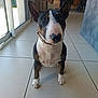 dog, bull_terrier, pet, indoor, floor, tile, ears, collar, black, white, brown, animal, canine, looking_up, houseplant, modern_interior, natural_light, curious, sitting, domestic
