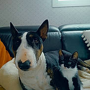 Tokyo a rejoint le concours — aidez-le/la à gagner de superbes lots ! bull_terrier, dog, kitten, cat, couch, blanket, pet, indoor, animal, companion, black_and_white, fur, ears, whiskers, eyes, relaxing, home, curious, cozy, domestic