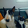 bull_terrier, dog, kitten, cat, couch, blanket, pet, indoor, animal, companion, black_and_white, fur, ears, whiskers, eyes, relaxing, home, curious, cozy, domestic