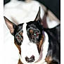 dog, bull_terrier, pet, closeup, white_stripe, black_coat, lying_down, blanket, indoors, domestic_animal, canine, fur, ears, nose, animal_portrait, head, face, resting, blurred_background, companion