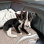 cat, dog, black_and_white_cat, black_and_white_dog, kitten, pet, animal, couch, blanket, indoor, snuggling, leather_furniture, close_up, companion, resting, cute, curious, feline, canine, domestic