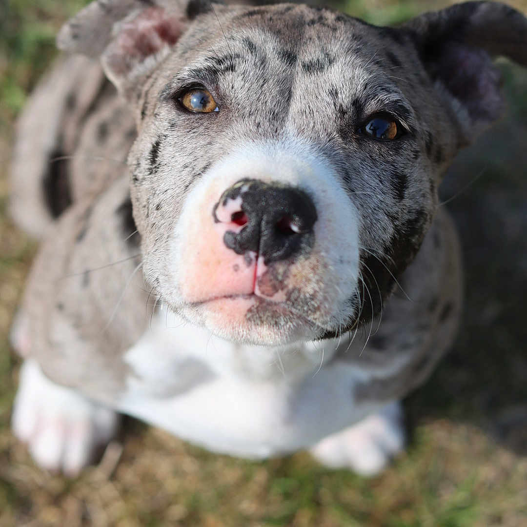 Molly