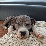 Molly participe au concours pour gagner de l'argent avec cette photo : puppy, dog, sleeping, resting, blanket, texture, cute, pet, fur, paw, nose, indoor, cozy, spot, relaxed, animal, canine, closeup, home, comfort