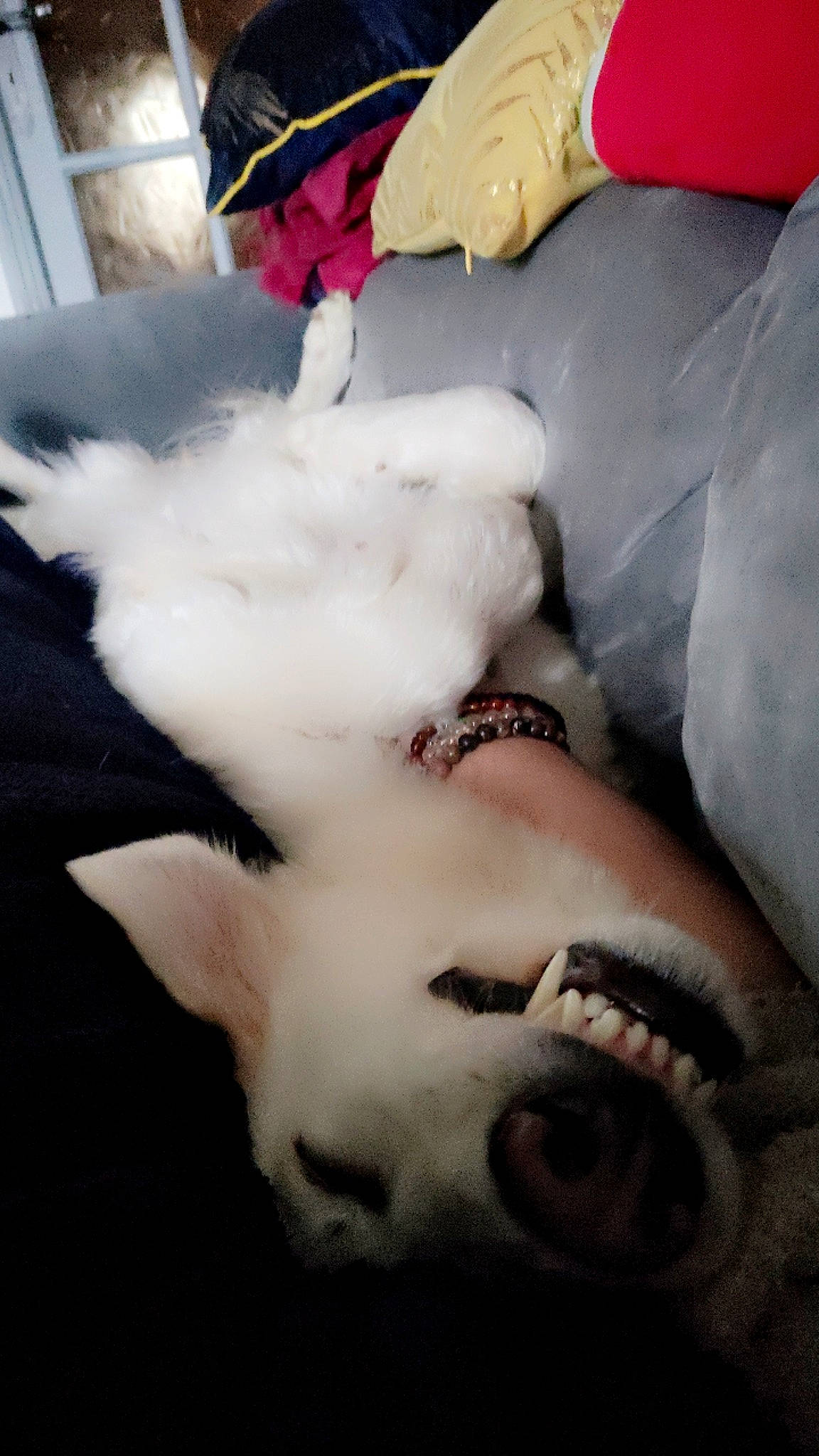 Akhyla participe au concours pour gagner de l'argent avec cette photo : carnivore, companion_dog, dog_breed, eyebrow, eyelash, fawn, felidae, finger, foot, fur, gesture, human_leg, jaw, nail, paw, small_to_medium_sized_cats, snout, tail, whiskers, wrist