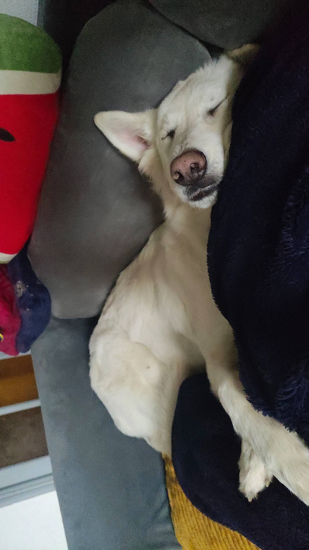 Akhyla a rejoint le concours — aidez-le/la à gagner de superbes lots ! bull_terrier, canidae, carnivore, collar, comfort, companion_dog, dog, dog_breed, ear, fang, fawn, felidae, fur, jaw, paw, small_to_medium_sized_cats, snout, tail, whiskers, working_animal