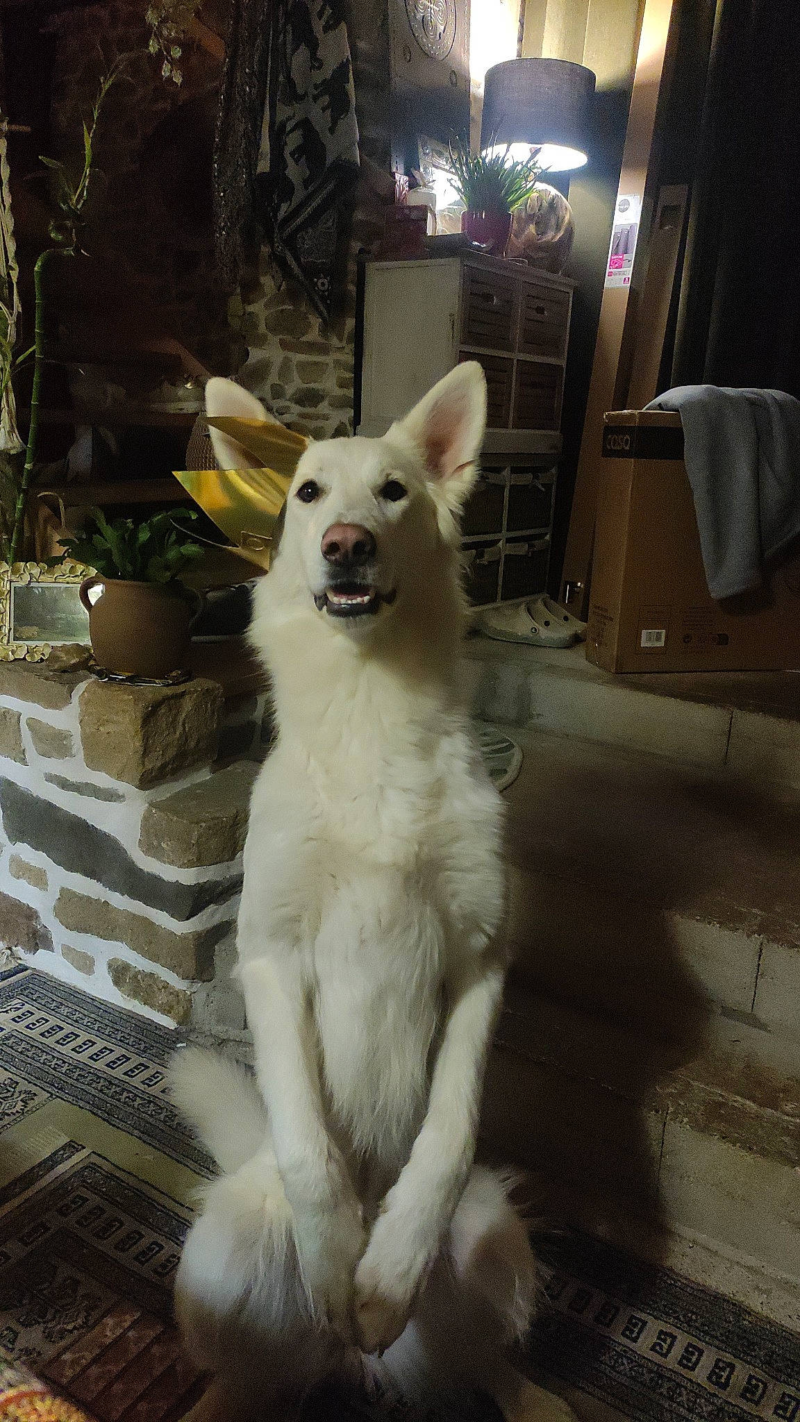 Akhyla a rejoint le concours — aidez-le/la à gagner de superbes lots ! canidae, carnivore, collar, companion_dog, dog, dog_breed, fawn, felidae, flowerpot, fur, houseplant, paw, plant, small_to_medium_sized_cats, snout, sporting_group, tail, terrestrial_animal, whiskers, working_animal