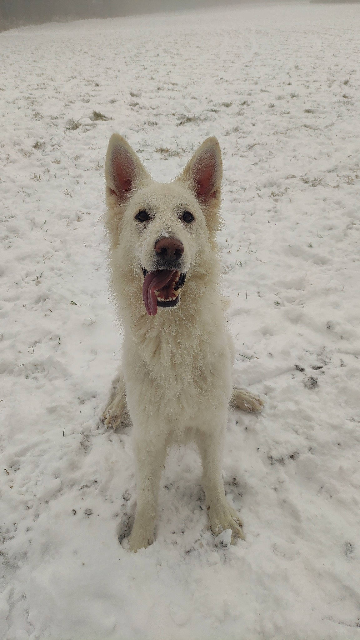 Akhyla participe au concours pour gagner de l'argent avec cette photo : beach, canidae, carnivore, companion_dog, dog, dog_breed, non_sporting_group, sand, snout, snow, sporting_group, terrestrial_animal, winter, working_animal, working_dog