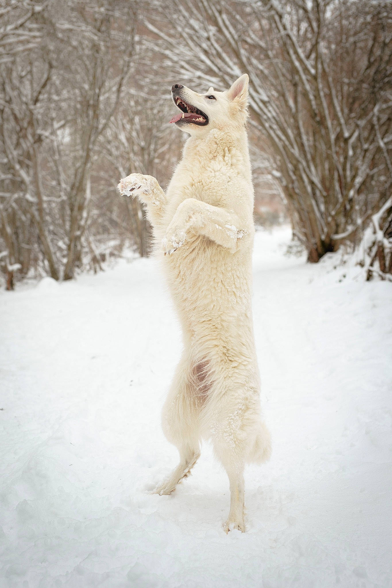 Akhyla a rejoint le concours — aidez-le/la à gagner de superbes lots ! canidae, carnivore, claw, companion_dog, dog, dog_breed, fawn, freezing, fur, paw, precipitation, slope, snout, snow, sporting_group, tail, terrestrial_animal, tree, wildlife, winter