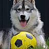 animal, black_and_white, canine, closeup, dog, ears, facing_camera, fluffy, fur, grass, nature, outdoor, pet, playful, portrait, siberian_husky, soccer_ball, sports, tongue_out, yellow_ball
