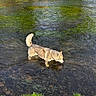 animal, cat, cream_colored, feline, fluffy, fur, grass, landscape, nature, outdoors, pet, reflection, ripples, river, riverbank, stream, sunlight, wading, walking, water