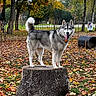 animal_portrait, autumn, canine, dog, fall, fallen_leaves, fence, fluffy_tail, forest, husky, nature, outdoor, park, playground, siberian_husky, standing, tongue_out, tree_stump, trees, tunnel