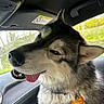 animal, car, close_up, collar, daylight, dog, fur, happy, husky, name_tag, open_mouth, outdoor, passenger, pet, portrait, road_trip, siberian_husky, smiling, tongue_out, vehicle