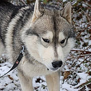 Sunny a rejoint le concours — aidez-le/la à gagner de superbes lots ! animal_photography, black_fur, bushes, canine, close_up, collar, dog, furry, gray_fur, husky, leash, outdoors, portrait, siberian_husky, snow, snowy_ground, standing, white_fur, winter, woodland