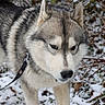 animal_photography, black_fur, bushes, canine, close_up, collar, dog, furry, gray_fur, husky, leash, outdoors, portrait, siberian_husky, snow, snowy_ground, standing, white_fur, winter, woodland