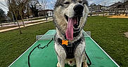 Sunny participe au concours pour gagner de l'argent avec cette photo : animal, cloudy_sky, collar, dog, grass, happy, harness, houses, husky, leash, outdoor, panting, park, pet, playground, portrait, siberian_husky, sitting, table_tennis_table, tongue