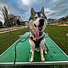 animal, cloudy_sky, collar, dog, grass, happy, harness, houses, husky, leash, outdoor, panting, park, pet, playground, portrait, siberian_husky, sitting, table_tennis_table, tongue