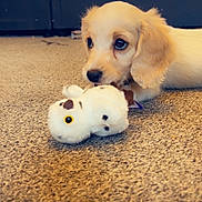 Ranger joined the competition — help win amazing prizes! adorable, animal, brown_ears, carpet, closeup, cute, dog, floor, fur, heart_icon, home, indoor, lying_down, pet, playful, puppy, soft_toy, stuffed_toy, white, young
