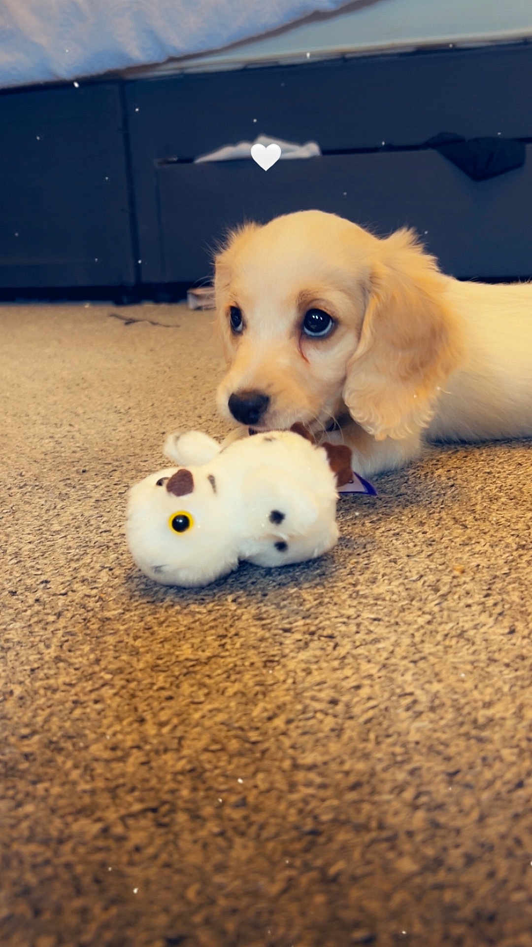 Ranger joined the competition — help win amazing prizes! adorable, animal, brown_ears, carpet, closeup, cute, dog, floor, fur, heart_icon, home, indoor, lying_down, pet, playful, puppy, soft_toy, stuffed_toy, white, young