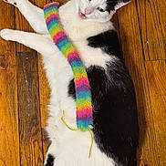 Cat is registered to the contest to win money with this photo: cat, black_and_white, feline, pet, wooden_floor, toy, colorful, playful, lying_down, indoor, fur, whiskers, paw, animal, cute, domestic, vibrant, expression, relaxed, striped_toy