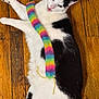 cat, black_and_white, feline, pet, wooden_floor, toy, colorful, playful, lying_down, indoor, fur, whiskers, paw, animal, cute, domestic, vibrant, expression, relaxed, striped_toy