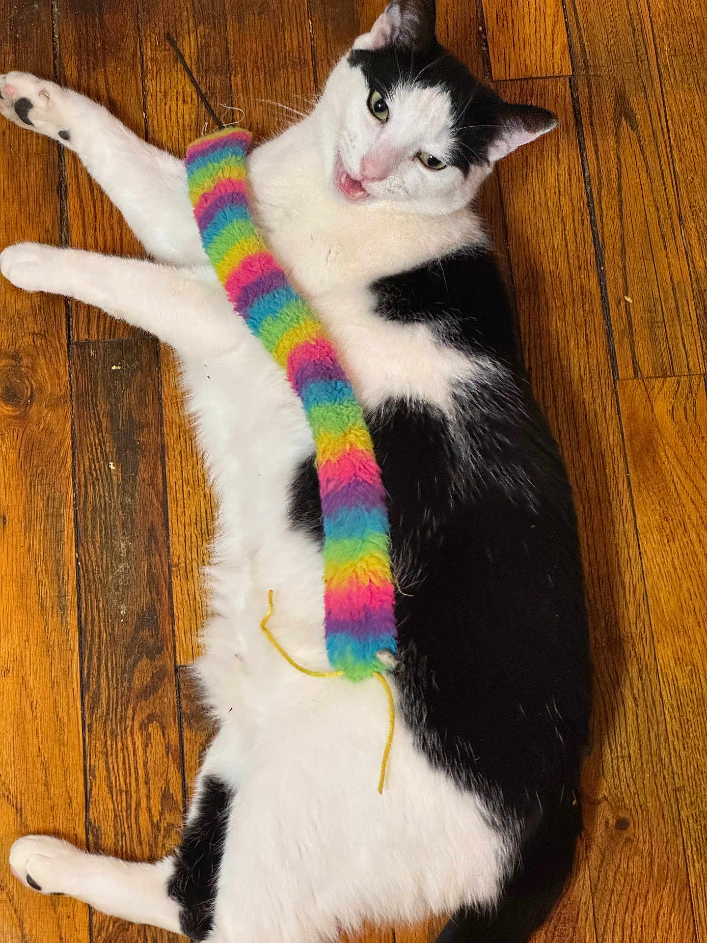Cat is registered to the contest to win money with this photo: cat, black_and_white, feline, pet, wooden_floor, toy, colorful, playful, lying_down, indoor, fur, whiskers, paw, animal, cute, domestic, vibrant, expression, relaxed, striped_toy