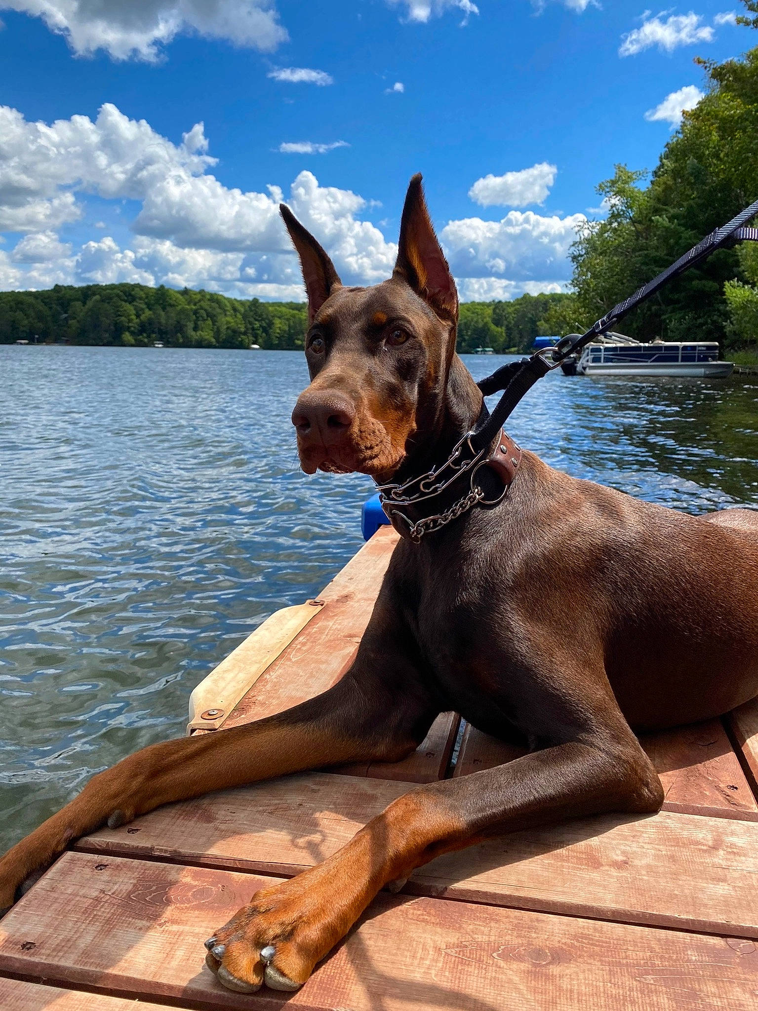 Cali is registered to the contest to win money with this photo: canidae, carnivore, cloud, collar, companion_dog, dog, dog_breed, dog_collar, fawn, giant_dog_breed, lake, liver, mexican_hairless_dog, sky, snout, sporting_group, tree, water, wood, working_animal