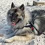 animal, beach, canine, closeup, cute, daylight, dog, fluffy, fur, harness, leash, nature, outdoor, pet, playful, relaxed, resting, sand, smiling, tongue_out