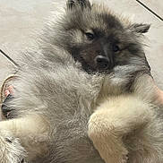 Willo participe au concours pour gagner de l'argent avec cette photo : adorable, animal, canine, companion, cute, dog, domestic_animal, floor, fluffy, friendly, fur, hand, indoor, lying_down, paw, pet, puppy, relaxed, tiled_floor, young_dog
