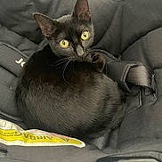 Galipette a rejoint le concours — aidez-le/la à gagner de superbes lots ! animal, black_cat, carrier, cat, close_up, comfort, cozy, curled_up, ears, fabric, feline, fur, indoor, looking_back, pet, resting, seat, straps, whiskers, yellow_eyes