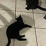 Galipette a rejoint le concours — aidez-le/la à gagner de superbes lots ! animal, black_cat, cat, curious, domestic_animal, eyes, feline, floor, fur, indoor, lying_down, pet, quiet, resting, shadow, sitting, tail, tile_floor, two_cats, whiskers