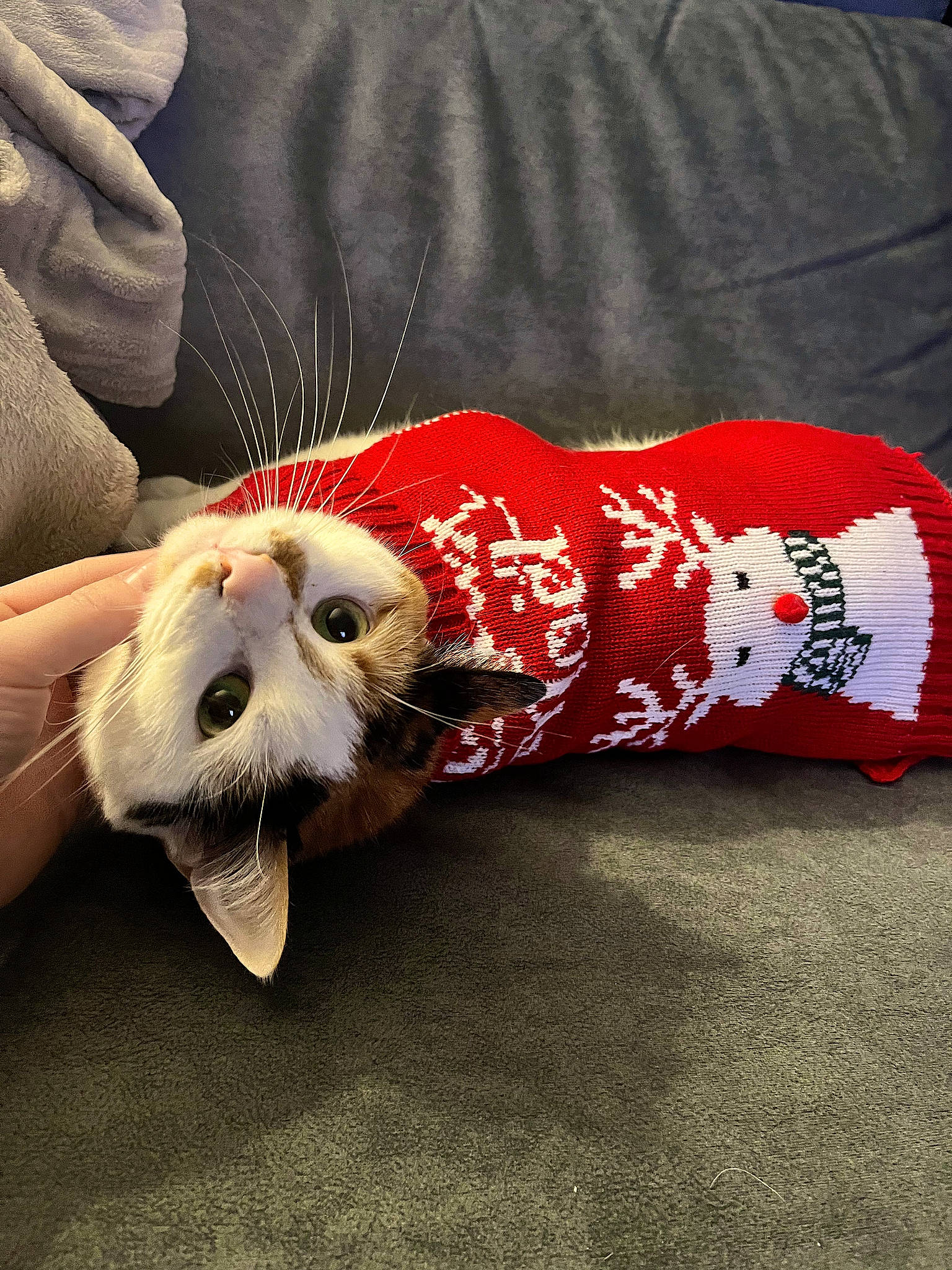 Rubis a rejoint le concours — aidez-le/la à gagner de superbes lots ! canidae, carmine, carnivore, cat, claw, comfort, companion_dog, dog_breed, domestic_short_haired_cat, felidae, foot, fur, paw, small_to_medium_sized_cats, snout, sporting_group, tail, terrestrial_animal, whiskers, yawn