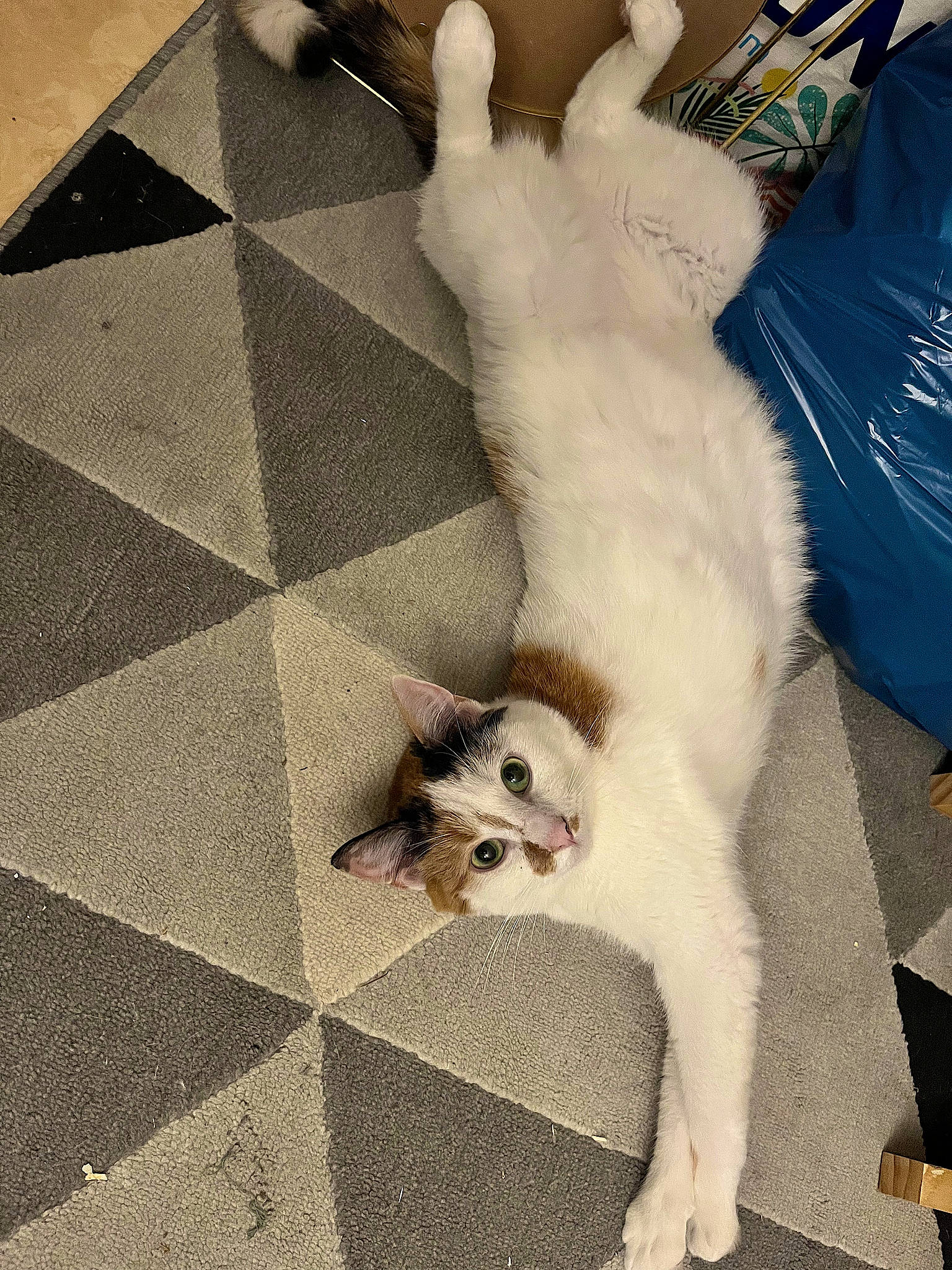 Rubis participe au concours pour gagner de l'argent avec cette photo : canidae, carnivore, cat, claw, comfort, companion_dog, dog_breed, domestic_short_haired_cat, fawn, felidae, flooring, foot, fur, hardwood, paw, small_to_medium_sized_cats, snout, tail, whiskers, wood