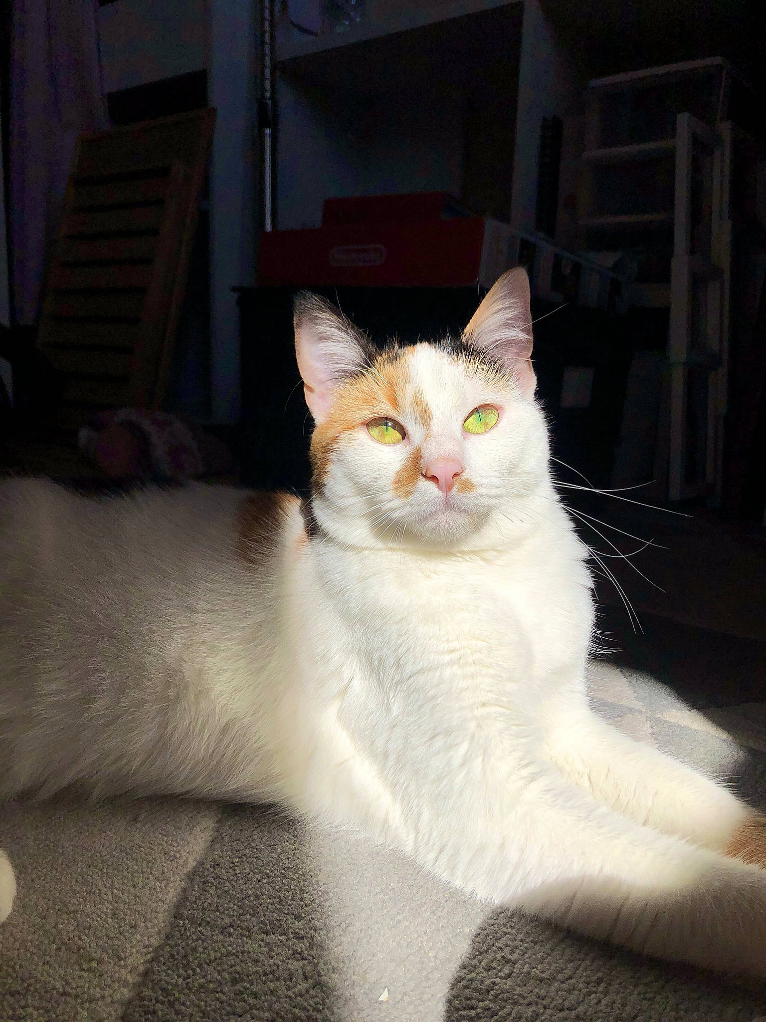 Rubis participe au concours pour gagner de l'argent avec cette photo : carnivore, cat, domestic_short_haired_cat, eye, felidae, fur, head, paw, small_to_medium_sized_cats, snout, tail, terrestrial_animal, whiskers