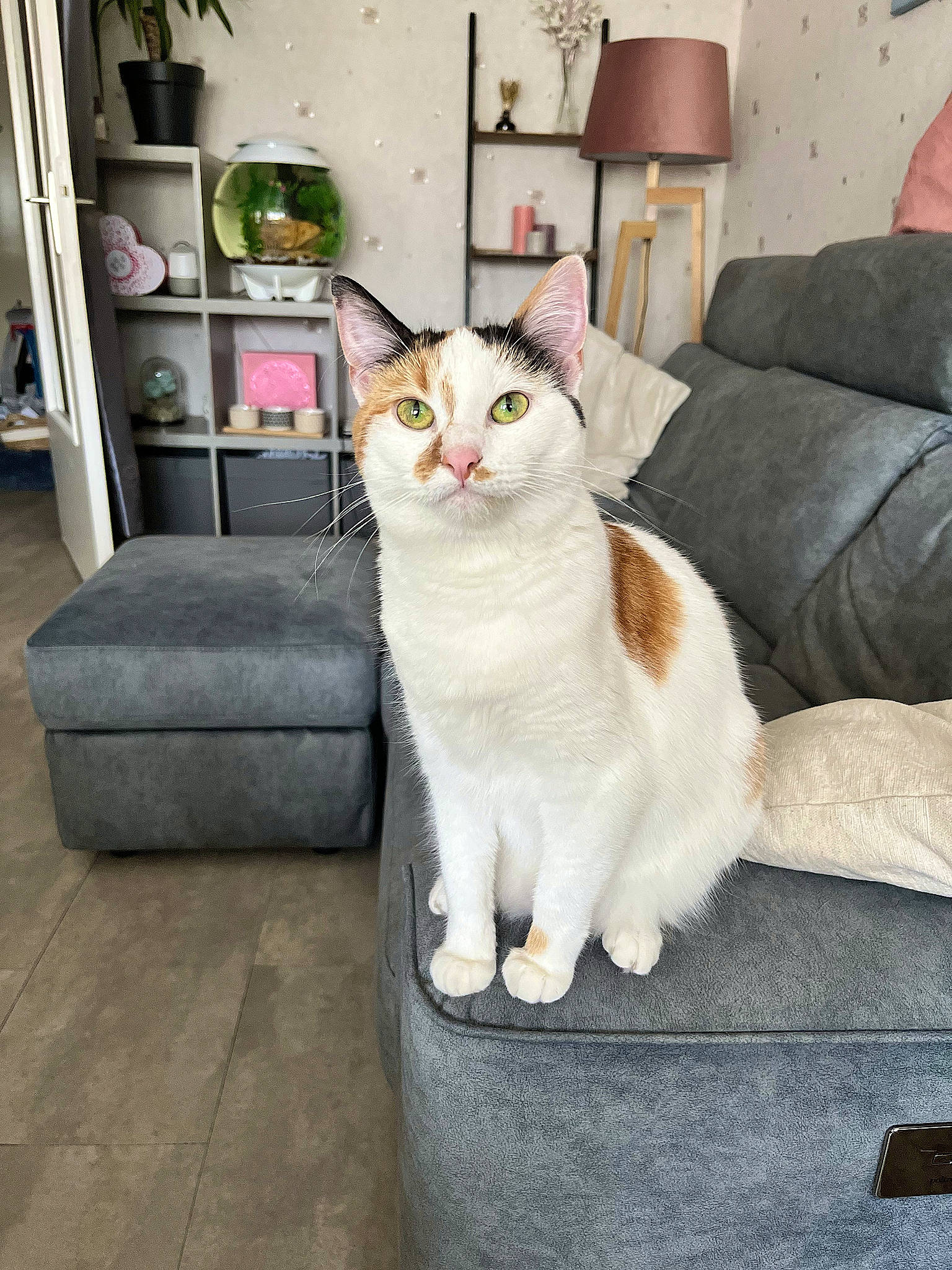 Rubis participe au concours pour gagner de l'argent avec cette photo : carnivore, cat, comfort, couch, domestic_short_haired_cat, eye, fawn, felidae, flowerpot, fur, grey, houseplant, picture_frame, plant, shelf, shelving, small_to_medium_sized_cats, tail, whiskers, wood