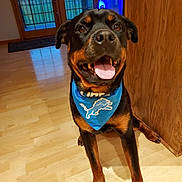 Apollo joined the competition — help win amazing prizes! animal, bandana, blue, canine, cheerful, dog, door, ears, floor, fur, happy, home, indoor, pet, rottweiler, sitting, smiling, tongue_out, window, wooden_floor