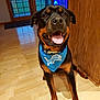 animal, bandana, blue, canine, cheerful, dog, door, ears, floor, fur, happy, home, indoor, pet, rottweiler, sitting, smiling, tongue_out, window, wooden_floor