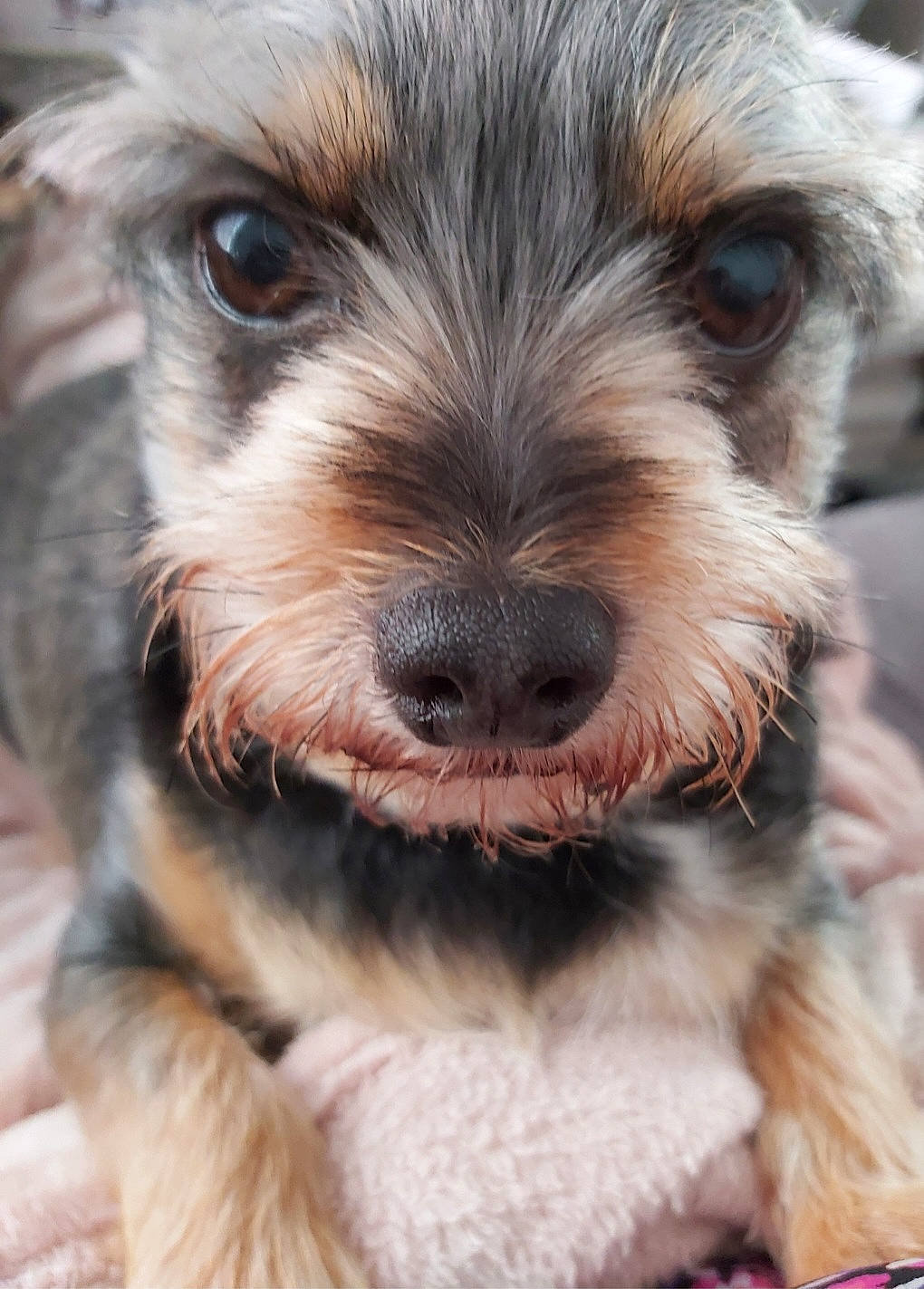 Gaston participe au concours pour gagner de l'argent avec cette photo : biewer_terrier, canidae, carnivore, close_up, companion_dog, dog, dog_breed, dog_collar, dog_supply, fur, maltepoo, photography, puppy, small_terrier, snout, sporting_group, terrier, toy_dog, whiskers, working_animal