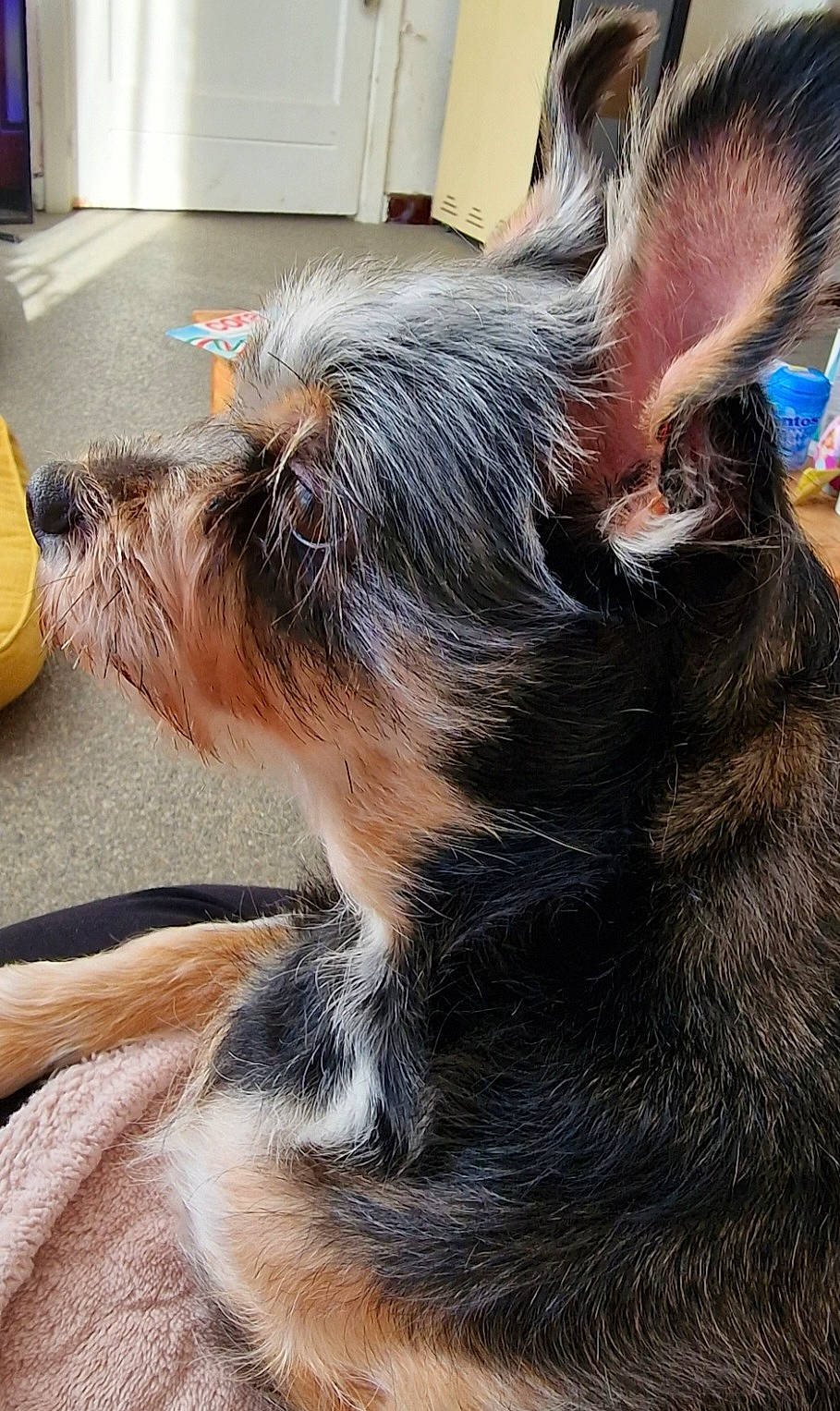 Gaston participe au concours pour gagner de l'argent avec cette photo : canidae, carnivore, claw, collar, companion_dog, dog, dog_breed, ear, felidae, flooring, fur, herding_dog, paw, small_terrier, snout, sporting_group, tail, terrier, whiskers, working_animal